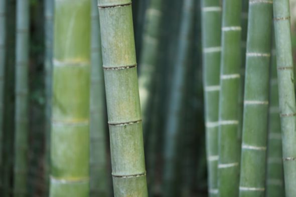 Bambus – nachhaltiger Rohstoff